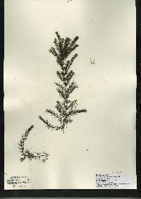 Ceratophyllum demersum image