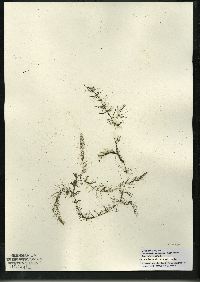 Ceratophyllum echinatum image