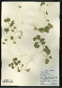 Hydrocotyle americana image