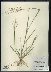 Panicum dichotomiflorum subsp. dichotomiflorum image