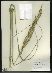 Spartina pectinata image