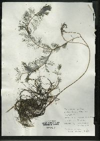 Myriophyllum spicatum image