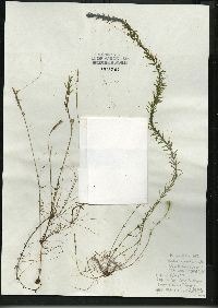 Hydrilla verticillata image