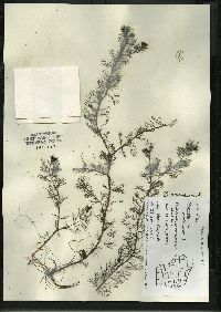 Myriophyllum spicatum image