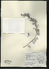 Myriophyllum spicatum image