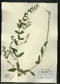 Scutellaria galericulata image