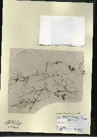 Potamogeton vaseyi image