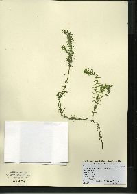 Elodea nuttallii image