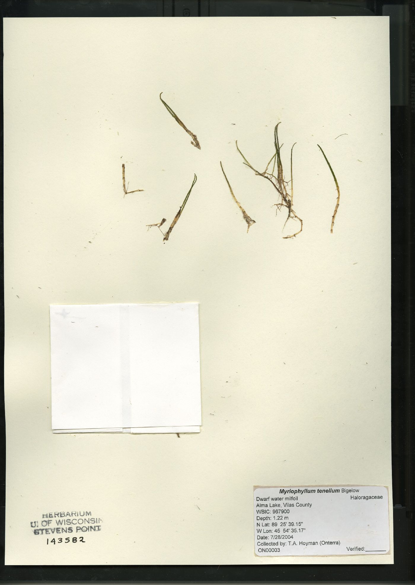 Myriophyllum tenellum image