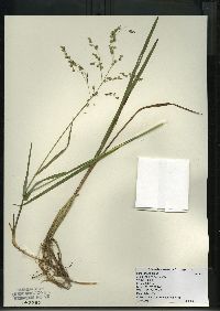 Glyceria canadensis image