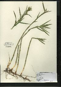 Dulichium arundinaceum var. arundinaceum image