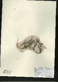 Potamogeton spirillus image