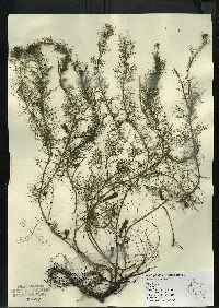 Myriophyllum verticillatum image