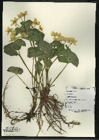 Caltha palustris image