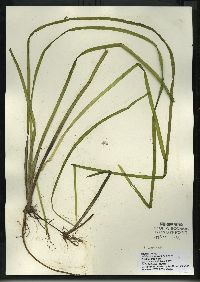 Vallisneria americana image