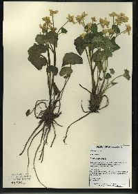 Caltha palustris image