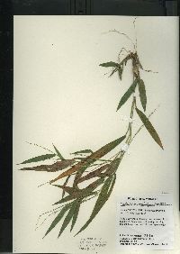 Dichanthelium xanthophysum image