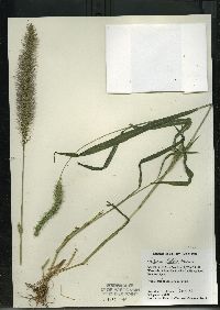 Setaria faberi image