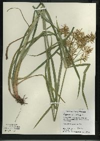 Cyperus esculentus var. leptostachyus image