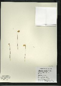 Utricularia cornuta image