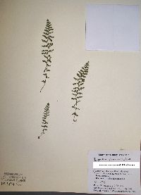 Dryopteris fragrans image