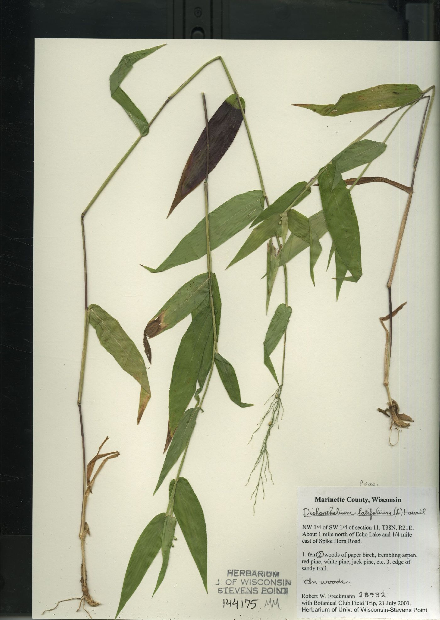 Dichanthelium latifolium image