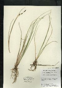 Carex livida image