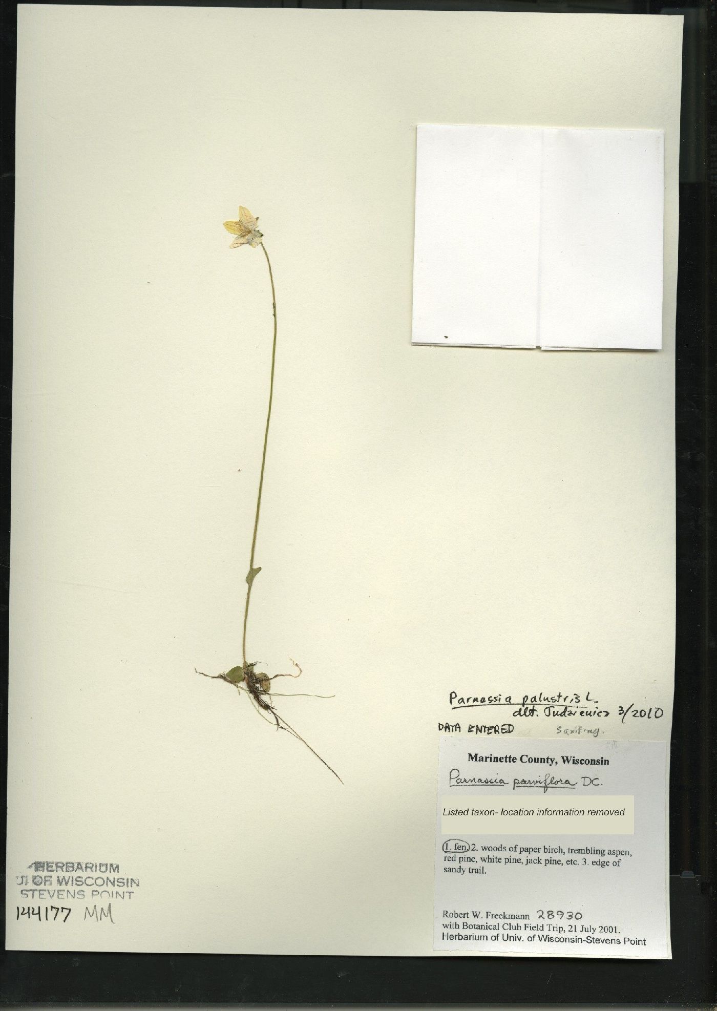 Parnassia palustris var. tenuis image
