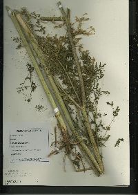 Conium maculatum image