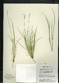 Carex bromoides subsp. bromoides image