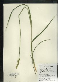 Carex stipata var. stipata image