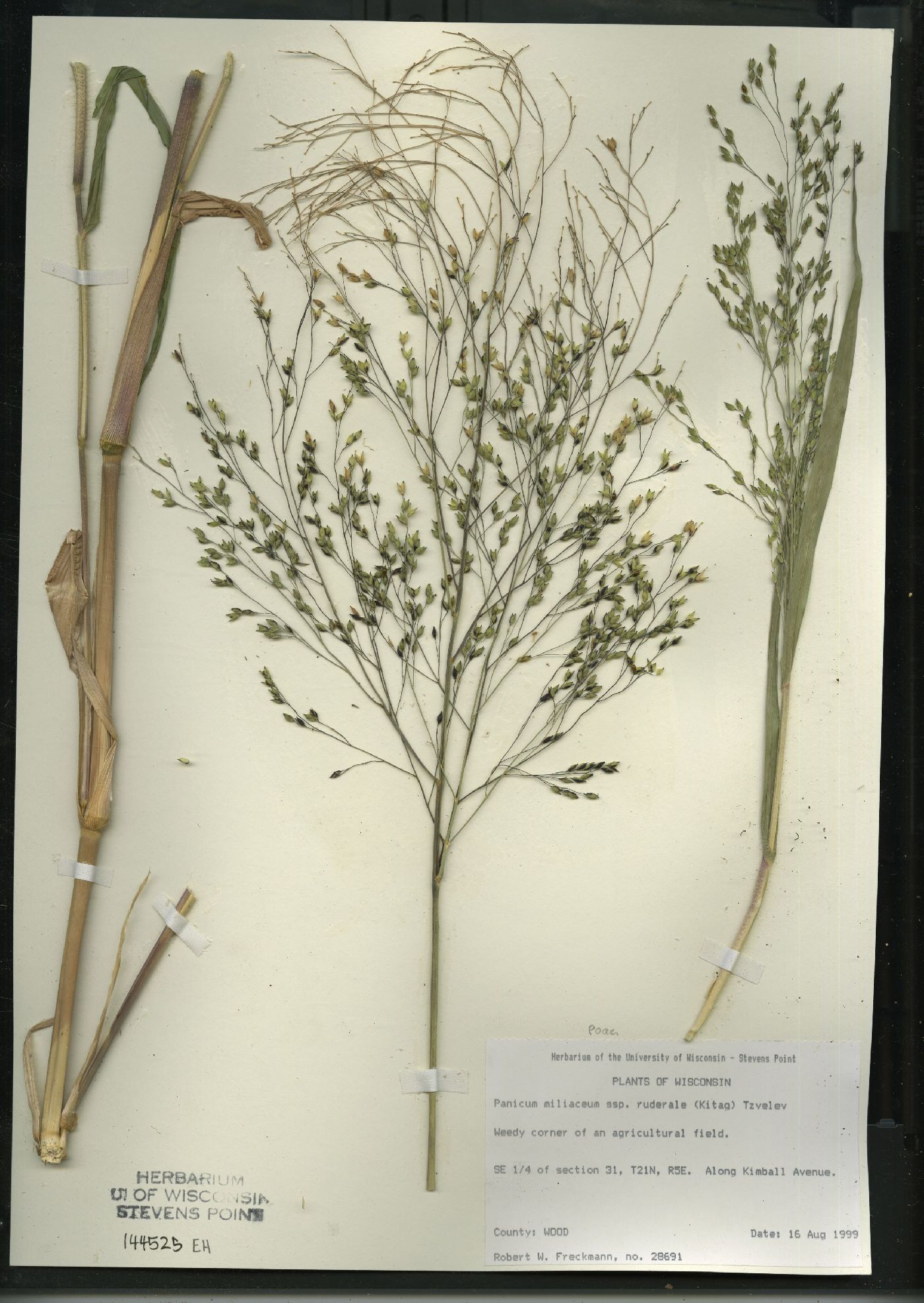 Panicum miliaceum subsp. ruderale image