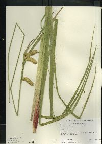 Carex comosa image