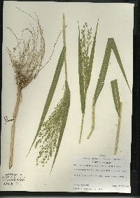 Panicum miliaceum image