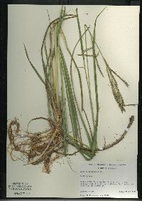 Spartina pectinata image