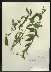 Scutellaria galericulata image