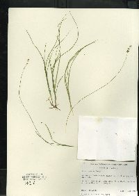 Carex disperma image