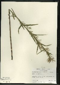 Dulichium arundinaceum var. arundinaceum image