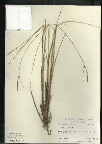 Carex oligosperma image