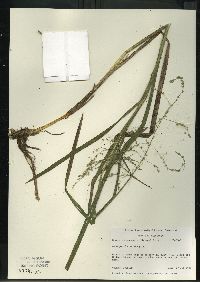 Glyceria canadensis image