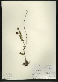 Vaccinium macrocarpon image