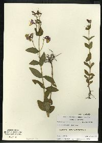 Rhexia virginica image