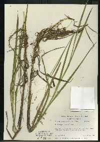 Glyceria canadensis image