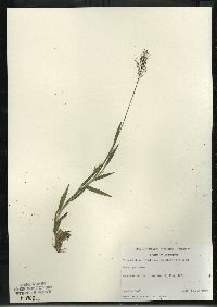 Dichanthelium acuminatum subsp. columbianum image