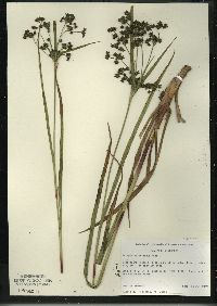 Scirpus microcarpus image