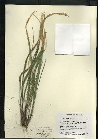 Oryzopsis asperifolia image