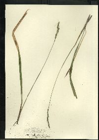 Oryzopsis asperifolia image