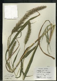 Setaria faberi image