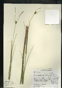 Carex oligosperma image