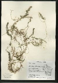 Utricularia intermedia image